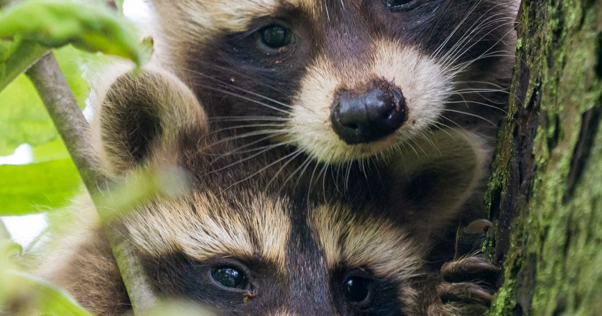 Ce que les animaux nous apprennent sur la survie : 7 leçons d'adaptation — Risques & prévention, guide de survie Survival Zone