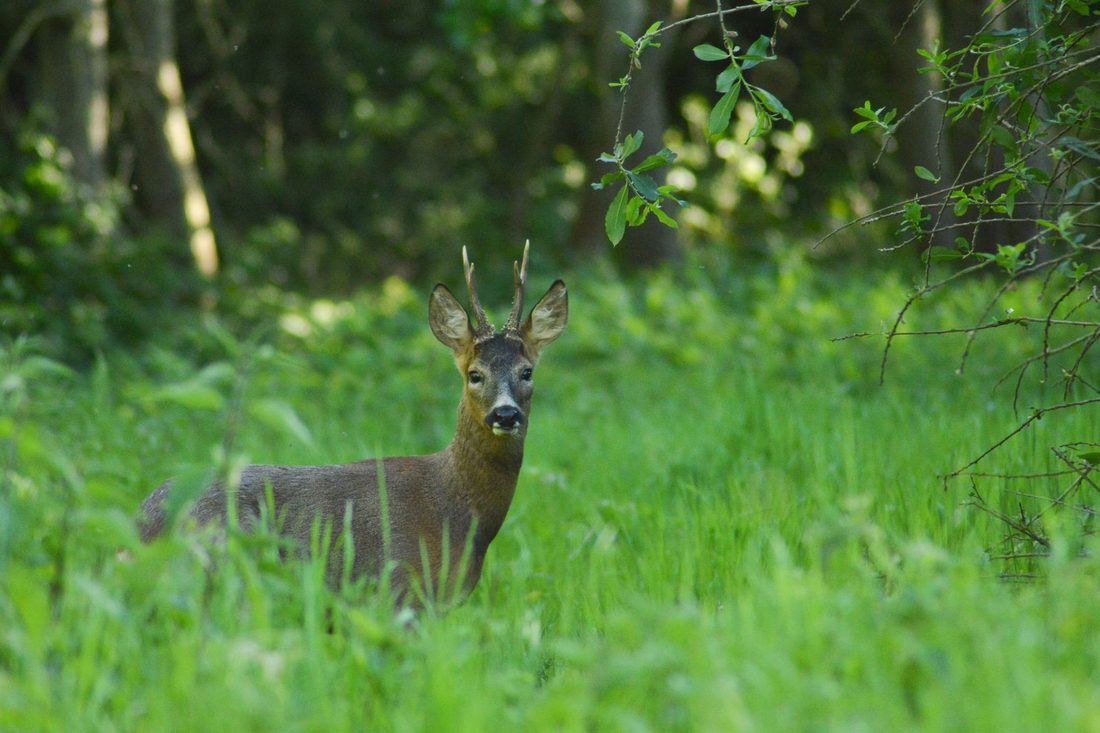 Chevreuil à l'arrêt en lisière de forêt, oreilles dressées, en posture de vigilance