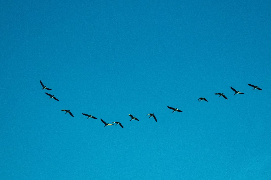 Oies sauvages en formation de vol lors de la migration — partir avant que les conditions deviennent invivables