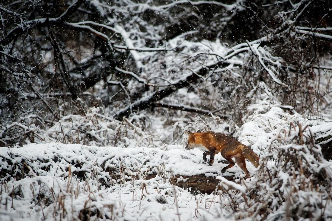 Renard roux progressant dans un sous-bois enneigé sous la neige qui tombe